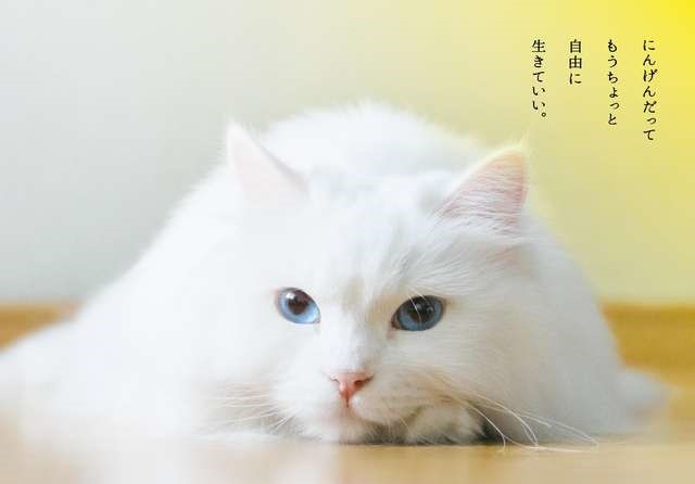三日月和貓劇迷小鴨
